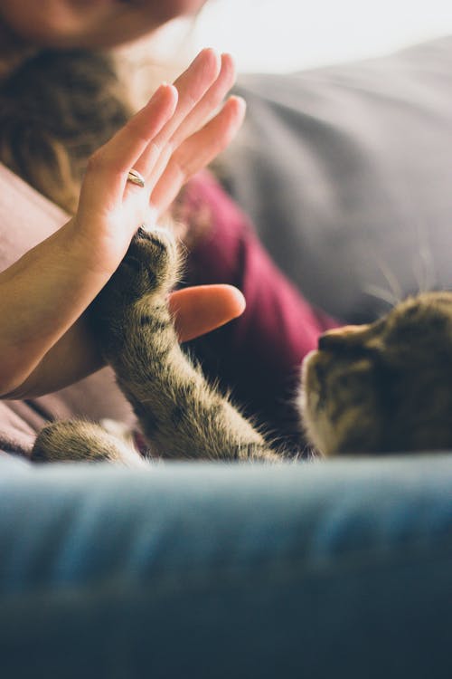 YOUR PET REFLECTS YOUR PERSONALITY YOUR PET REFLECTS YOUR PERSONALITY